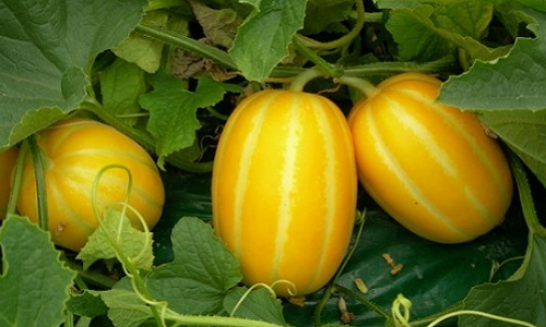 Dưa lê Hàn Quốc cho hiệu quả kinh tế cao (nguồn: sưu tầm)