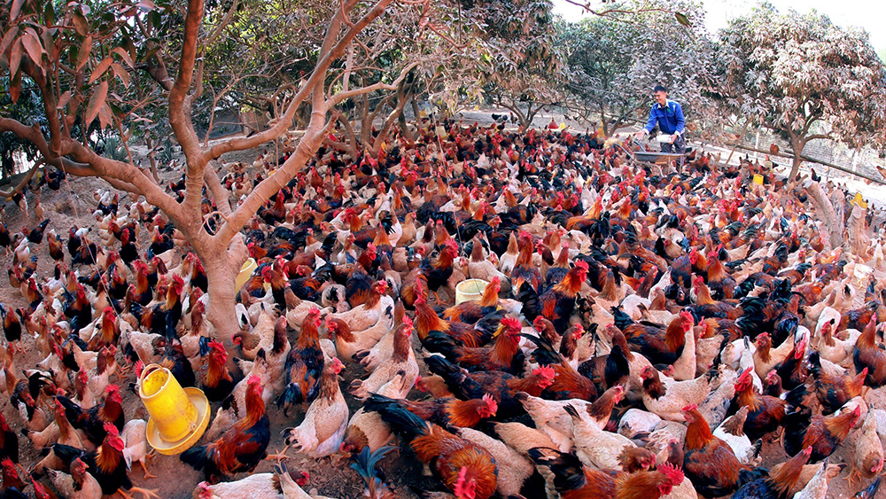 nhiệm kỳ 2020-2025, Huyện ủy Yên Thế đã ban hành Nghị quyết về phát triển nông nghiệp bền vững trên địa bàn, trong đó tiếp tục xác định chăn nuôi gà là thế mạnh,