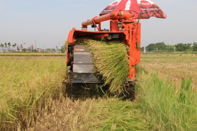 Thu hoạch lúa ở Nghĩa Hưng (nguồn:sưu tầm)