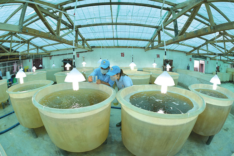 Tập trung phát triển giống thủy sản, sản phẩm xử lý môi trường nuôi trồng thủy sản năm 2024. Ảnh minh hoạ 