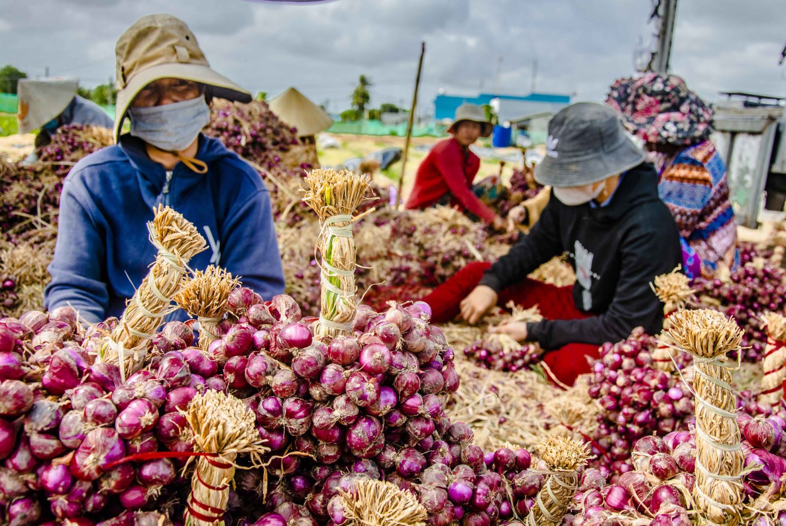 Nông dân thu hoạch hành tím ở Vĩnh Châu - Sóc Trăng (nguồn: sưu tầm)