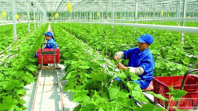 Hà Nội coi trọng phát triển nông nghiệp sử dụng công nghệ cao.  Ảnh: Kinh tế nông thôn