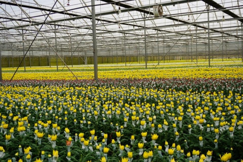 Hoa cúc vàng là loại hoa chủ lực được công ty tập trung chăm sóc để đáp ứng nhu cầu mùa tết.