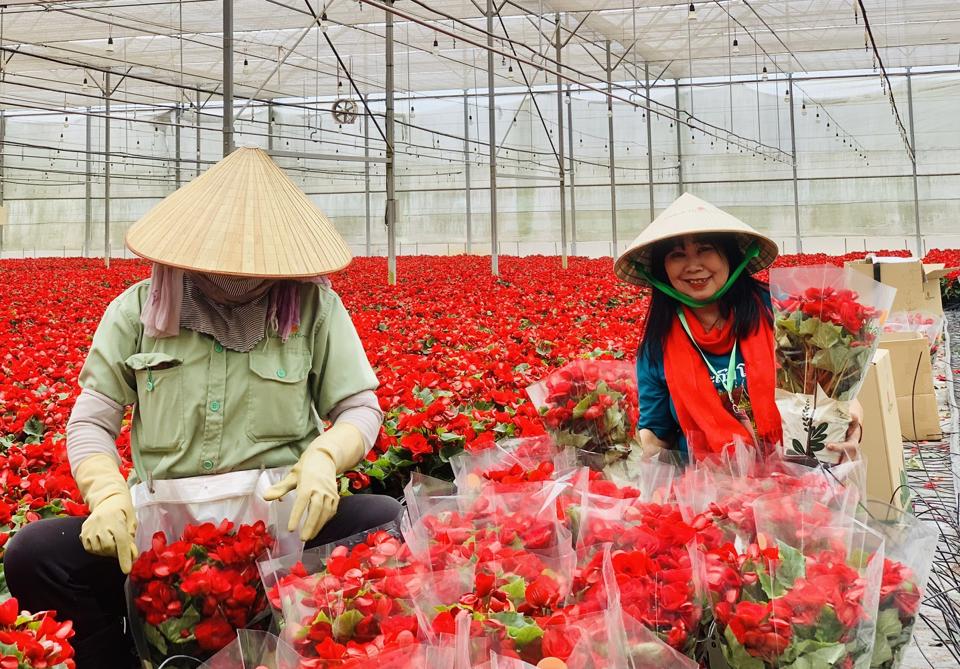 Hoa Thu Hải đường được chăm sóc trong chậu nhằm đáp ứng trưng bông ngày tết