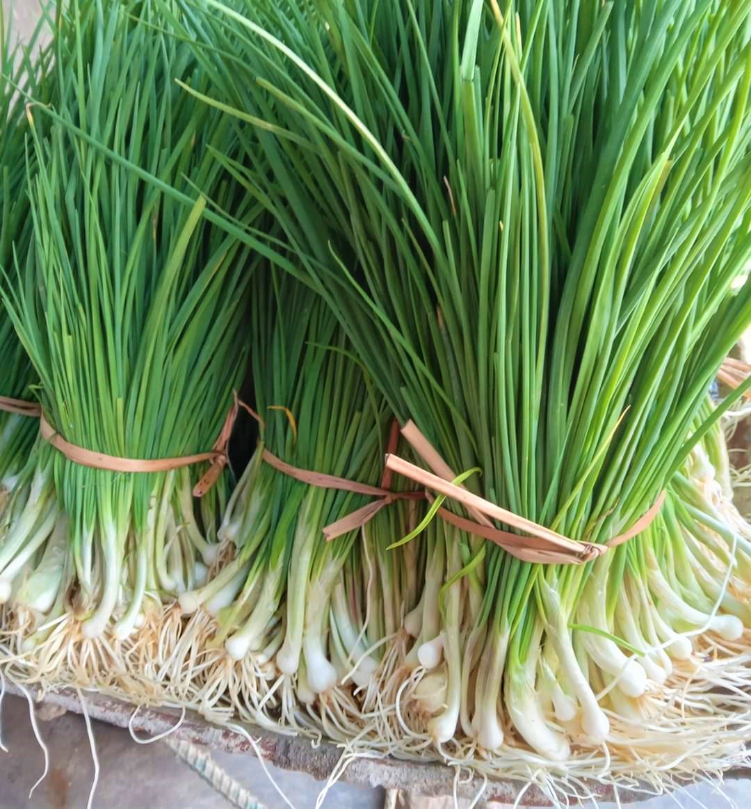 Hành tăm Nghi Thuận cho năng suất cao, thu nhập tốt.