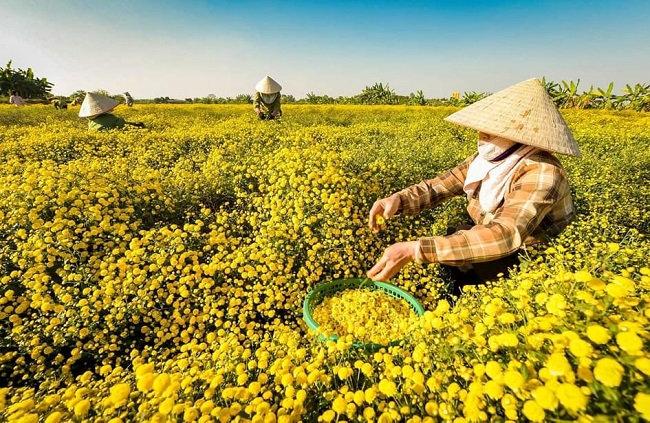 Thu hoạch trên cánh đồng hoa cúc dược liệu tại Vĩnh Bảo. Ảnh minh họa: Duy Thịnh