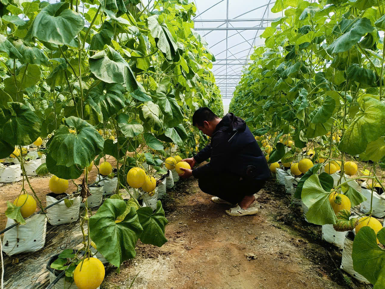 Các HTX đang được nhà nược đặc biệt quan tâm, hỗ trợ nhiều chính sách để phát triển. có nhiều cơ hội tiếp cấn nguồn vốn hỗ trợ 