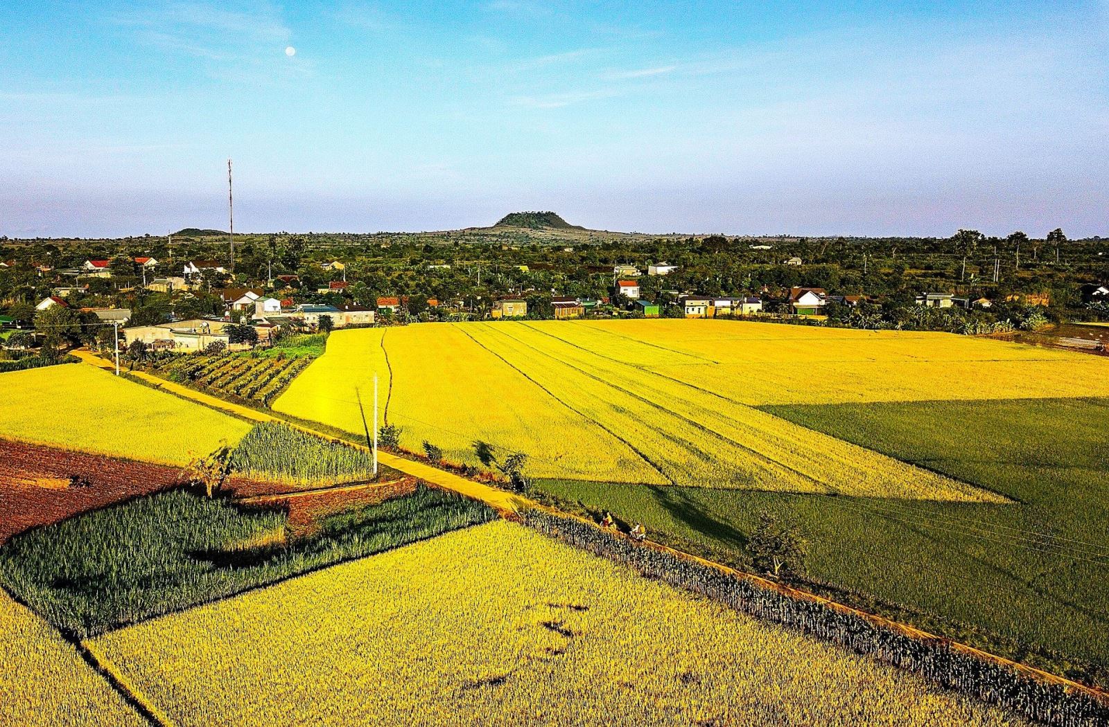 Cánh đồng lúa màu mỡ ở Krông Nô (nguồn: sưu tầm)