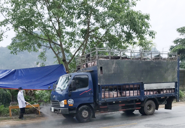 Ngăn chặn, xử lý nghiêm việc buôn bán, vận chuyển trái phép lợn qua biên giới vào Việt Nam. Ảnh minh hoạ 
