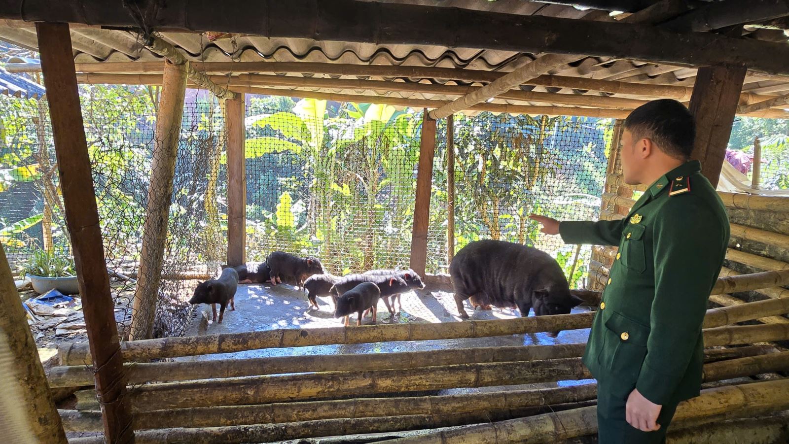 Nhờ sự hướng dẫn của bộ đội biên phòng, nhiều hộ dân tích cực nhân rộng các mô hình phát triển kinh tế.