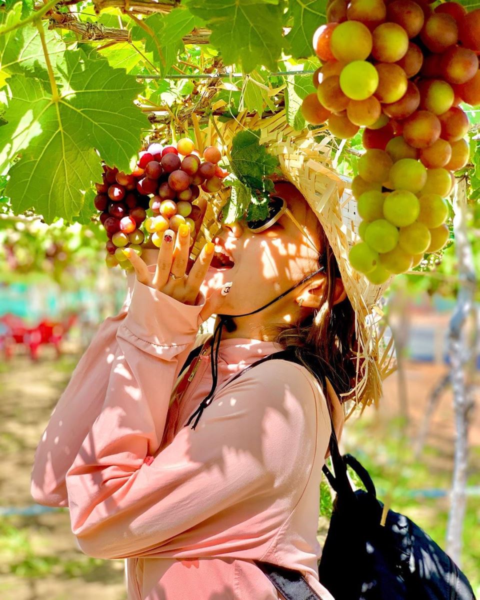 Du khách thăm quan vườn nho Ninh Thuận (nguồn: sưu tầm)