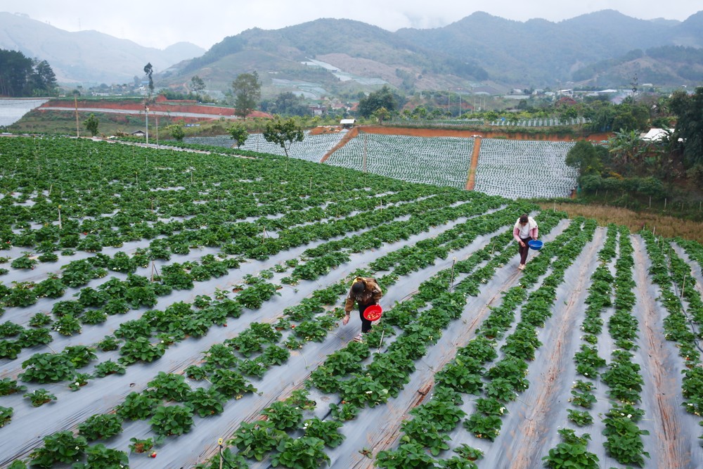 Sơn La định hướng phát triển nông nghiệp theo hướng hiện đại, ứng dụng công nghệ cao