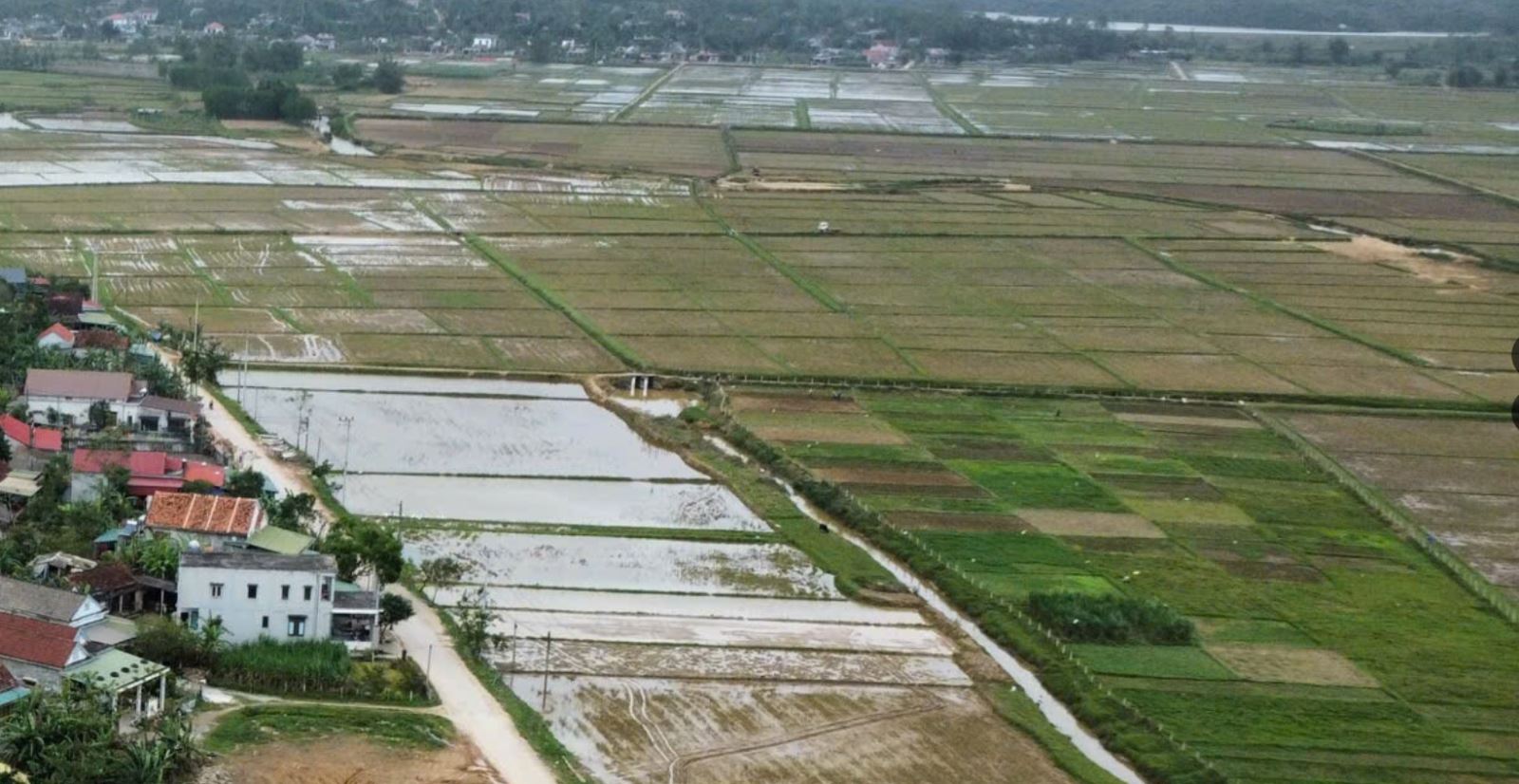  Năm 2025, xã Trung Thuần đã chủ động chỉ đạo sản xuất theo mùa vụ, tăng cường các biện pháp phòng, chống dịch bệnh trên cây trồng, vật nuôi; đồng thời triển khai quyết liệt công tác phòng, chống thiên tai theo phương châm “bốn tại chỗ”