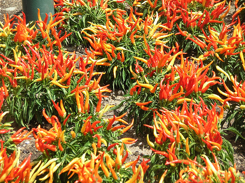 Ớt Tiền Giang được mùa, được giá (nguồn: sưu tầm)