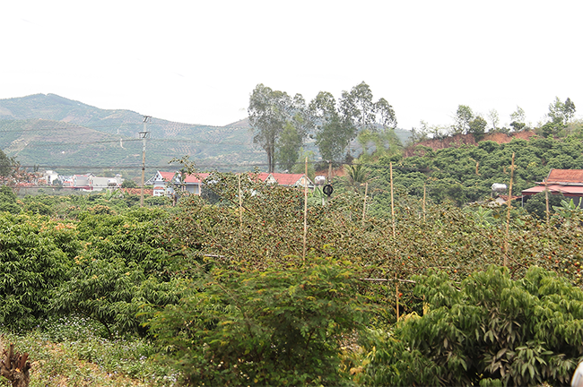 Vị trí khảo sát lập quy hoạch khu trung tâm hành chính mới của thị trấn Phì Điền, huyện Lục Ngạn. Ảnh: Nguyễn Miền