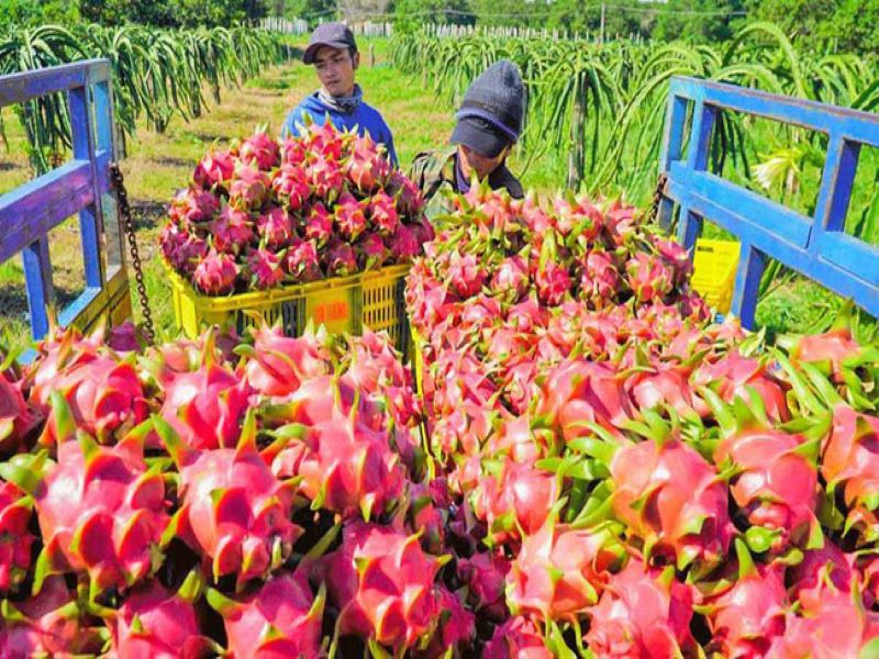 Ảnh minh hoạ. Nguồn: IT