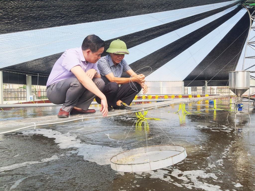 Nông dân áp dụng công nghệ nuôi tôm trong nhà bạt cải tiến và nuôi theo 3 giai đoạn (Ảnh nguồn: Báo Quảng Ninh).