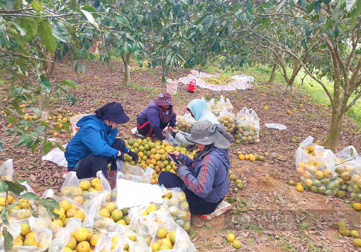 Nhiều tổ chức đoàn thể đã kết nối giúp nông dân xã Minh Hợp, huyện Quỳ Hợp, Nghệ An tiêu thụ quả quýt PQ. Thương lái ở thành phố Vinh cũng thu mua quýt PQ nhằm giúp bà con.