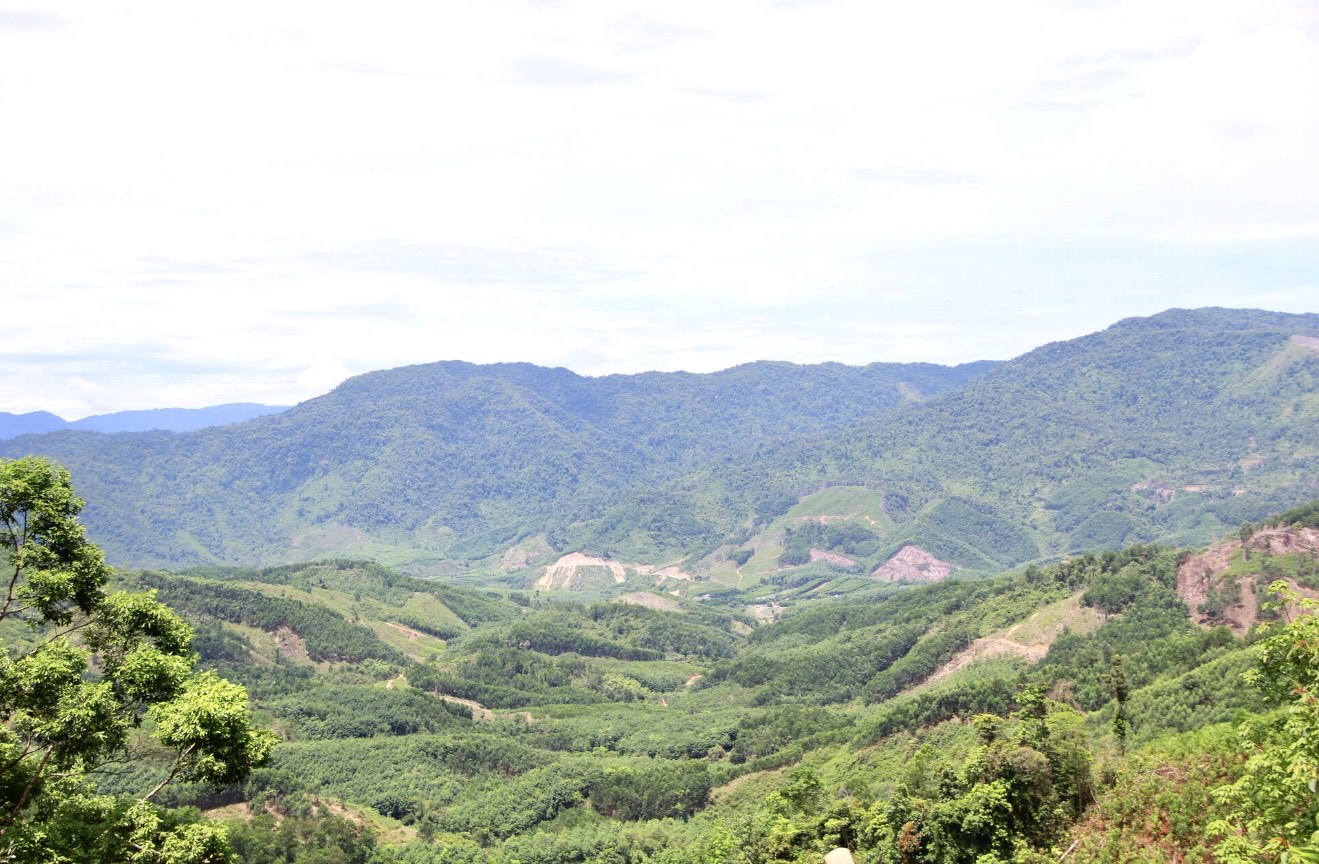 Những cánh rừng hồi sinh sẽ sớm đạt mục tiêu Net Zero.