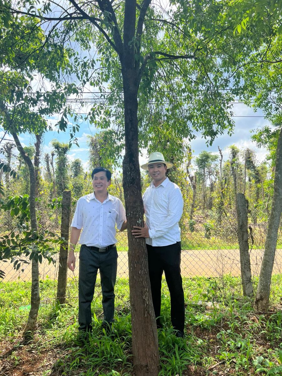 Cây đàn hương 9 năm tuổi cho 30 kg lõi ở Tây Nguyên.