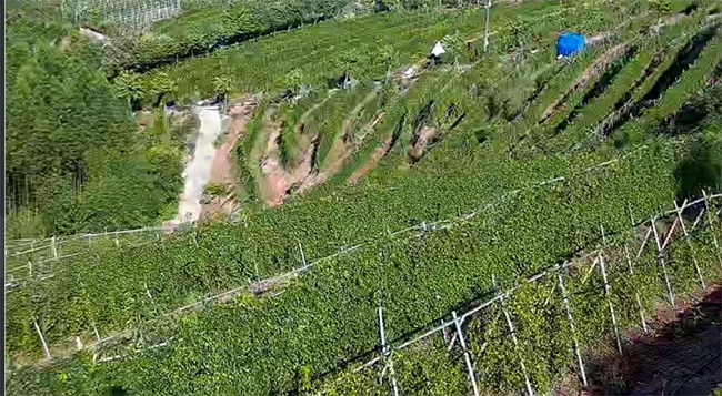 Hiện vùng trồng sâm chuyên canh của Tân Yên đã đạt 125 ha. Ảnh Thu Hường
