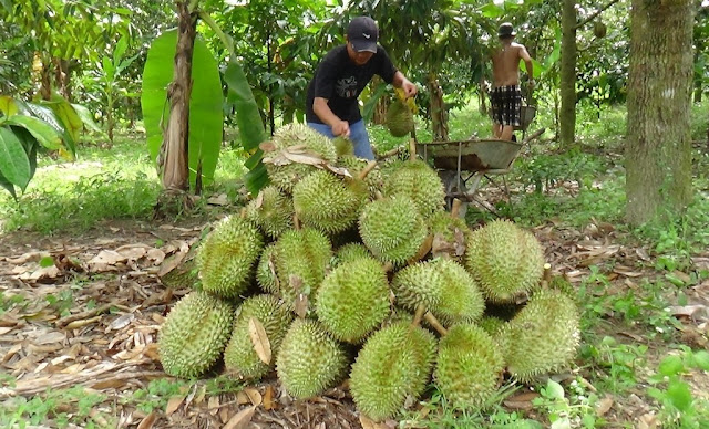 Nông dân thu hoạch sầu riêng tại huyện Khánh Sơn, Khánh Hòa (nguồn: sưu tầm)