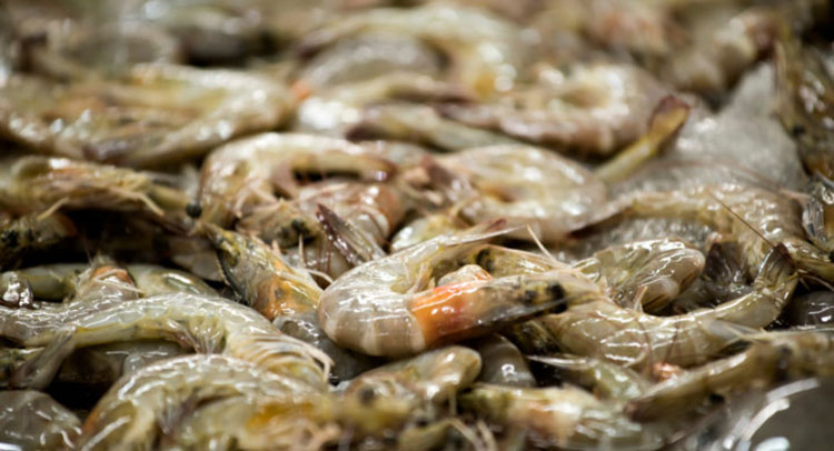 Hoa Kỳ tiếp nhận Đơn đề nghị điều tra chống trợ cấp tôm nước ấm đông lạnh nhập khẩu từ Việt Nam. Ảnh minh hoạ 