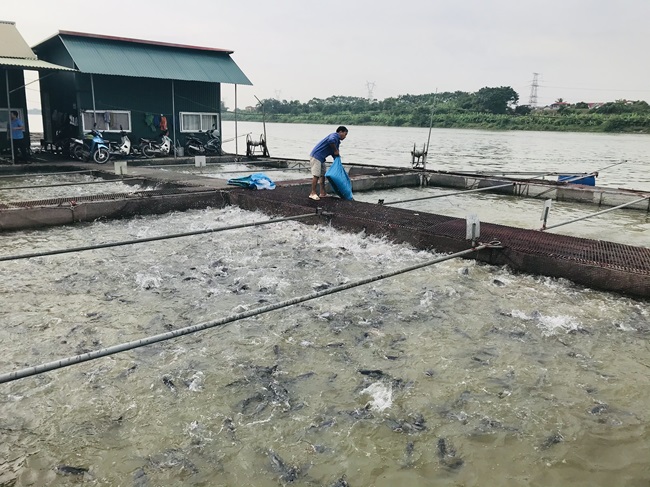 Phong trào nuôi trồng thủy sản công nghệ cao phát triển mạnh mẽ, bài bản nhất tại Bắc Ninh những những năm gần đây. Ảnh minh họa