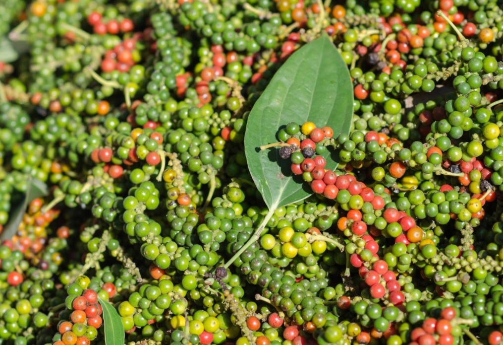 Ảnh minh hoạ. Nguồn: IT