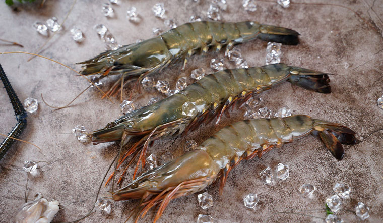 Xuất khẩu tôm sang các thị trường đồng loạt giảm hai con số. Ảnh minh hoạ