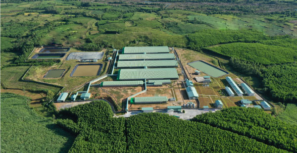 Một trang trại nuôi heo của Nông nghiệp BAF