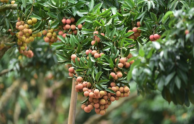 Bắc Giang yêu cầu các vùng trồng vải thiều trọng điểm chủ động nắm bắt quá trình phát triển, diễn biến của sâu bệnh, tuân thủ chặt chẽ quy trình sản xuất, chăm sóc vải thiều. Ảnh minh họa