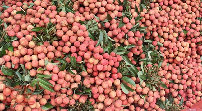 Vải thiều Bắc Giang. Ảnh: Thái Hoà