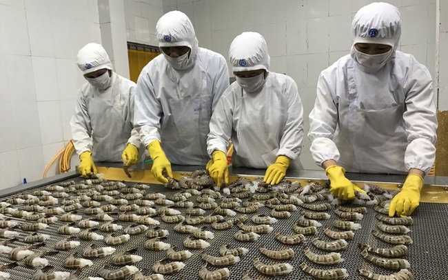 Xuất khẩu tôm sú sang Mỹ giảm mạnh nhất 69% trong tháng 7/2022. Ảnh minh hoạ: Internet