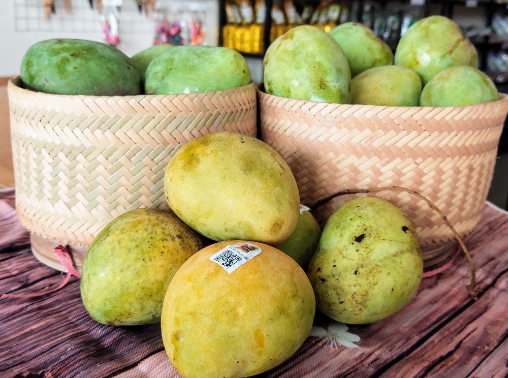 Xoài Yên Châu được gắn mã số vùng trồng (nguồn: sưu tầm)