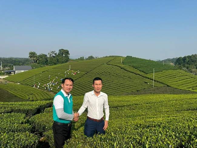 Giám đốc Công ty Viko Hùng Nguyên- Ngô Văn Hùng thăm quan vùng chè nguyên liệu sạch tại Đại Từ. Ảnh: Anh Thư