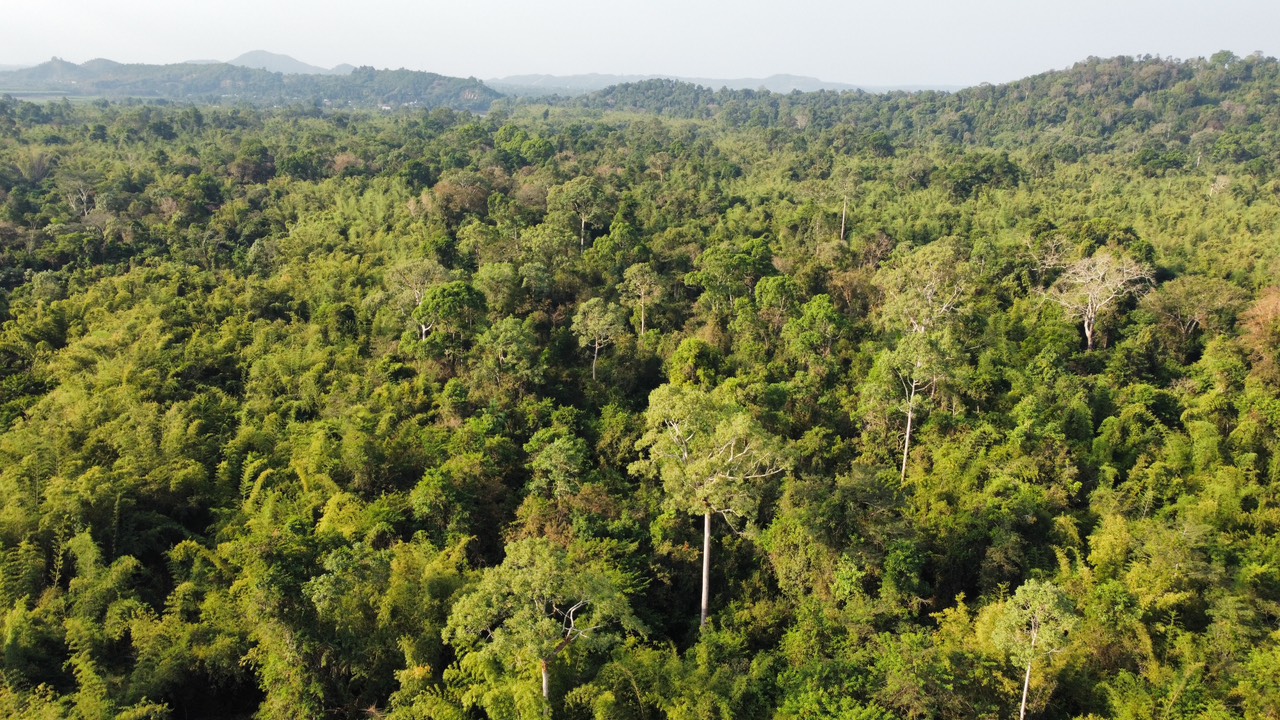 Xây dựng ngành lâm nghiệp trở thành một ngành kinh tế, kỹ thuật.