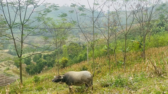 Tỉnh Bắc Ninh tiếp tục đẩy mạnh phát triển chăn nuôi tập trung, chăn nuôi trang trại, giảm dần chăn nuôi nhỏ lẻ, nhằm kiểm soát tốt dịch bệnh. Ảnh PV
