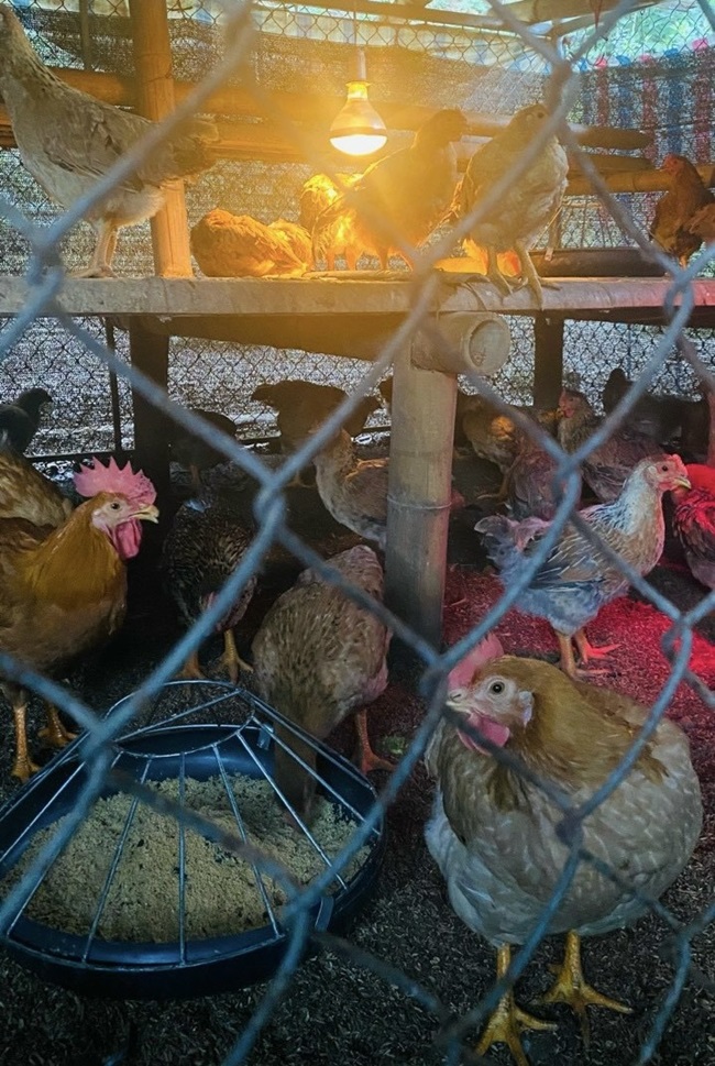 Cần kiểm tra, đôn đốc công tác phòng, chống dịch bệnh động vật tại các địa phương có nguy cơ cao. Ảnh PV