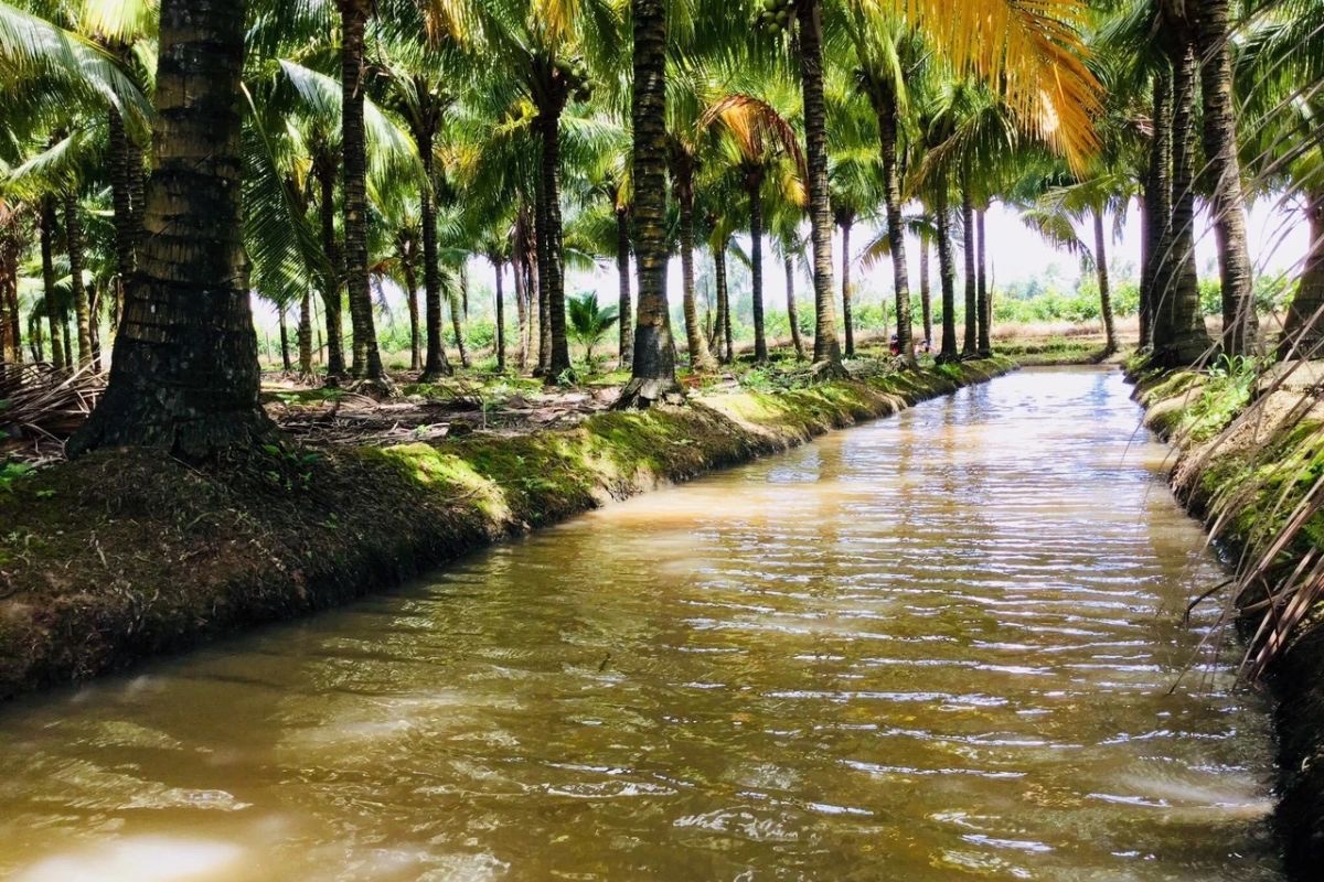 Mô hình tôm-dừa tại Bến Tre, kết hợp nuôi tôm càng xanh dưới tán dừa, mang lại thu nhập bền vững và bảo vệ môi trường