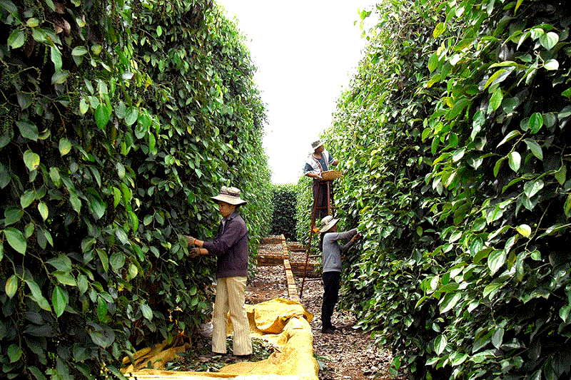 Xuất khẩu hồ tiêu nhiều tín hiệu khả quan 