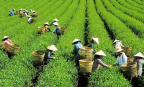 Thị trường chè toàn cầu biến động, xuất khẩu Việt Nam tìm hướng cân bằng