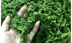 Hạt tiêu Việt hưởng lợi từ chu kỳ tăng giá mới