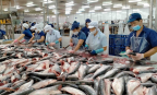 Bản đồ xuất khẩu cá tra trước xu hướng phân hóa thị trường toàn cầu
