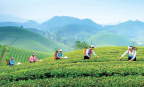 Thái Nguyên định vị “thủ phủ du lịch xanh” của vùng trung du miền núi phía Bắc