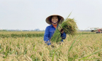 Gạo Việt định vị thương hiệu tại châu Âu