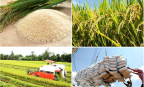 Mở rộng thị trường, định vị lại giá trị gạo Việt