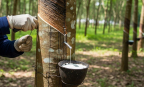 Xuất khẩu cao su giảm, doanh nghiệp đứng trước yêu cầu đa dạng hóa thị trường