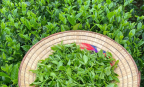 Xuất khẩu chè Việt Nam đón nhận nhiều tín hiệu tích cực