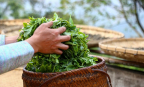 Xuất khẩu chè Việt Nam giảm lượng, tăng giá trị